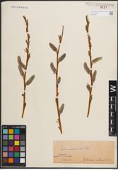 Foto von Salix daphnoides Vill.